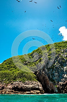 Fregate bird flying over the island photo