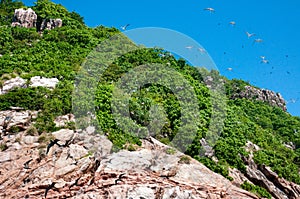 Fregate bird nesting on the rock photo