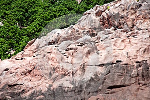 Fregate bird nesting on the rock photo