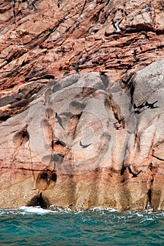 Fregate bird nesting on the rock photo