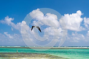 fregatidae bird flying at seascape. fregatidae bird outdoor. photo of fregatidae bird.