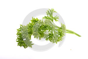 Freh parsley ,herb and spice
