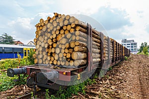 Freight cars loaded with logs are on the railroad tracks