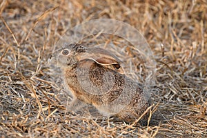 Freightened hare in kruger park