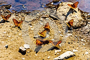 Freija Fritillary butterflies basking in the sun on Tod Mountain in British Columbia, C Canada
