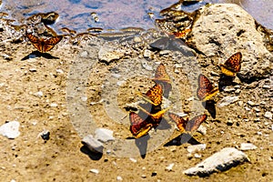 Freija Fritillary butterflies basking in the sun on Tod Mountain in British Columbia, C Canada