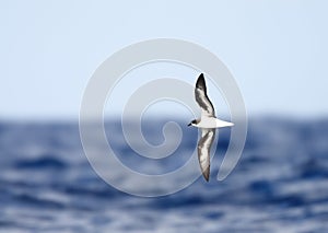 Freira, Zino's Petrel, Pterodroma madeira