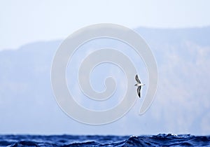 Freira, Zino's Petrel, Pterodroma madeira