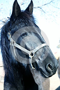 Freisan Dressage Horse