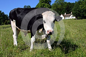 Freisian Cow in green meadow