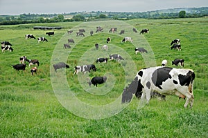 Lácteos vacas irlanda 