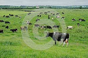 Freisian dairy cows, Ireland