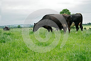 Freisian dairy cows, Ireland