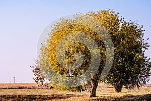 Fremont`s cottonwood Populus fremontii tree with gold and orange fall foliage growing; Merced County, Central California photo