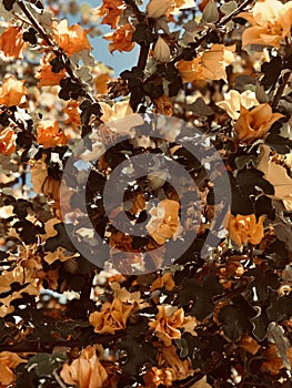 Fremontodendron  blossom flowers on a tree