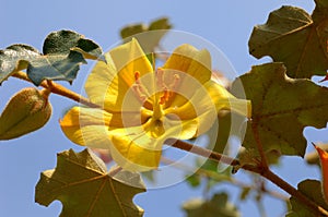 Fremontodendron mexicanum