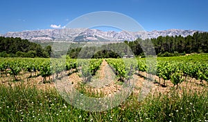 French alps vineyard