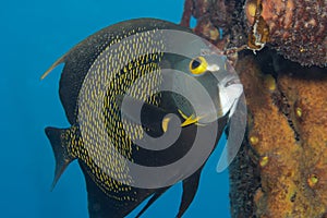 French Angelfish on Caribbean Coral Reef