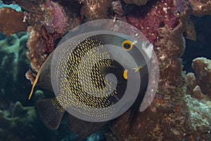 French Angelfish on Caribbean Coral Reef