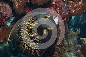 French Angelfish on Caribbean Coral Reef