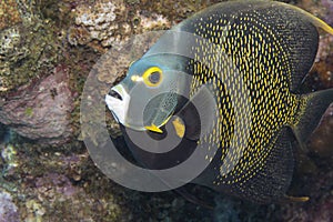 French Angelfish on Caribbean Coral Reef