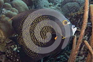 French Angelfish on Caribbean Coral Reef