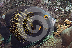 French Angelfish on Caribbean Coral Reef