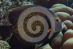 French Angelfish on Caribbean Coral Reef