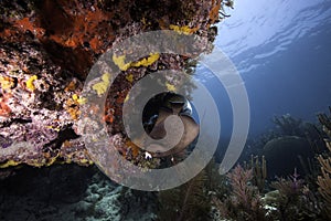 French Angelfish on Coral Reef