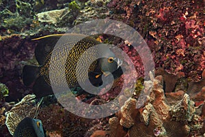 French Angelfish feeding in the Caribbean Sea