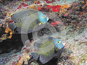 A French Angelfish Pair Swim Along a Coral Reef in the Caribbean Sea