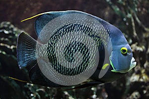 French angelfish Pomacanthus paru