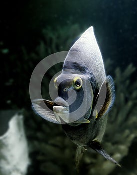 French Angelfish, pomacanthus paru