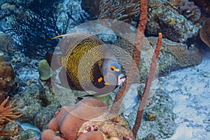 French angelfish,Pomacanthus paru