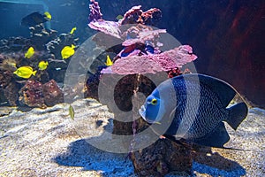 French angelfish Pomacanthus paru