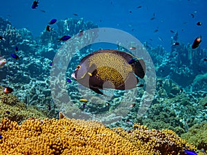 French angelfish,Pomacanthus paru