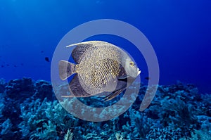 French angelfish, Pomacanthus paru