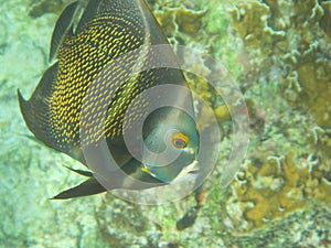 French Angelfish Pomacanthus paru