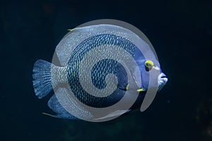 French angelfish Pomacanthus paru.