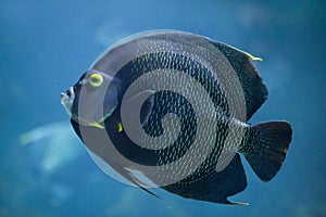 French angelfish Pomacanthus paru.