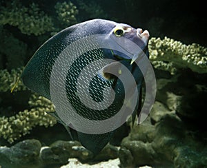 French Angelfish, pomacanthus paru, Adult