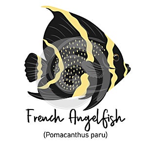 French Angelfish or Pomacanthus paru. Marine dweller with colorful body and fins for swimming