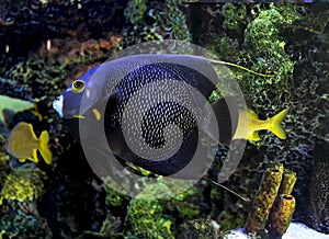 French angelfish Pomacanthus paru. Marine fish