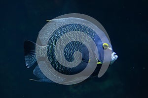 French angelfish Pomacanthus paru. photo