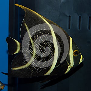 French Angelfish Pomacanthus paru