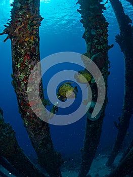 French angelfish, Pomacanthus paru, at Salt Pier in Bonaire