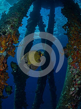 French angelfish, Pomacanthus paru, at Salt Pier in Bonaire