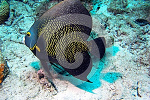 French Angelfish pomacanthus paru swimming over the coral