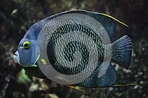 French angelfish Pomacanthus paru