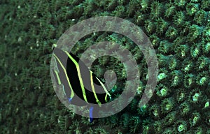 French angelfish or Pomacanthus paru underwater in ocean